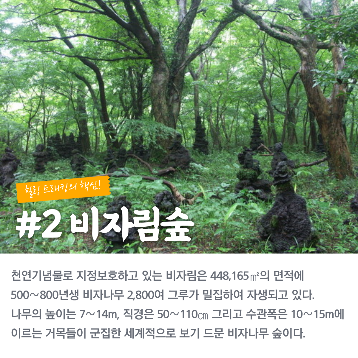 비자림 숲